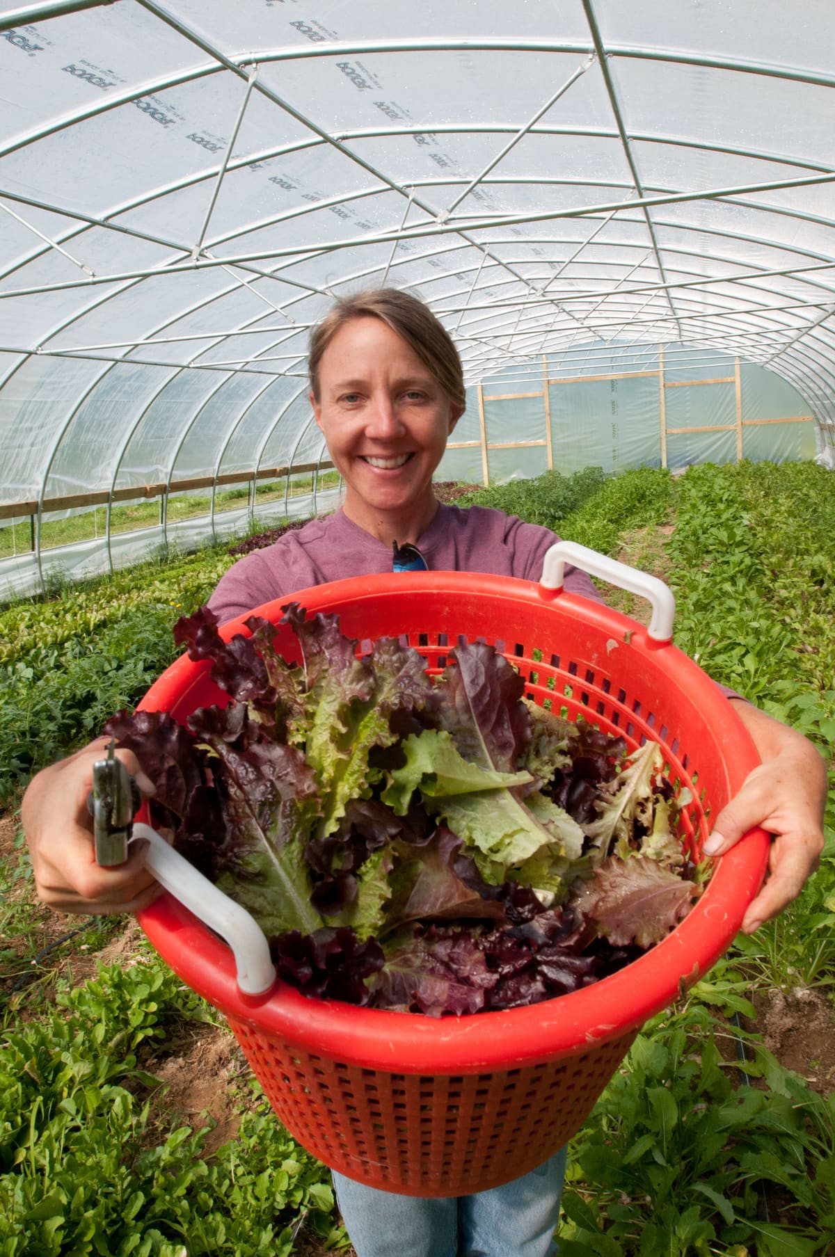 A smiling organic farmer holding a large basket of freshly harvested salad greens in her field