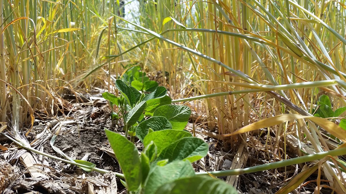 Young green soybean plants coming up through a protective cover of rye on a farm field